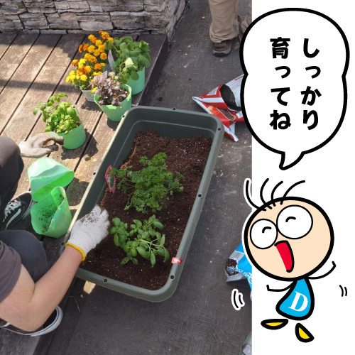 BLOG　D坊の日記　【23年05月30日】園芸部で夏野菜の植え付け