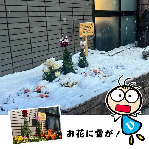 BLOG　D坊の日記　 【24年02月13日】大雪、花壇が雪に