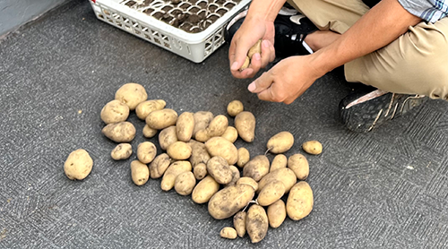 BLOG D坊の日記 【24年08月13日】園芸部 ジャガイモとバジル収穫